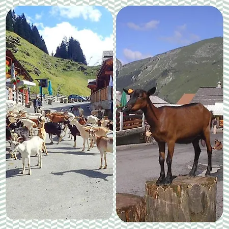 Cosy Au Pied Des Pistes Daire *